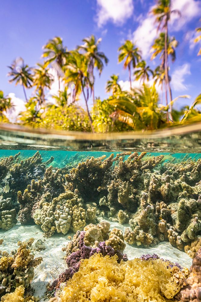French Polynesia- Tahaa. Under/above water split of coral and palm trees.